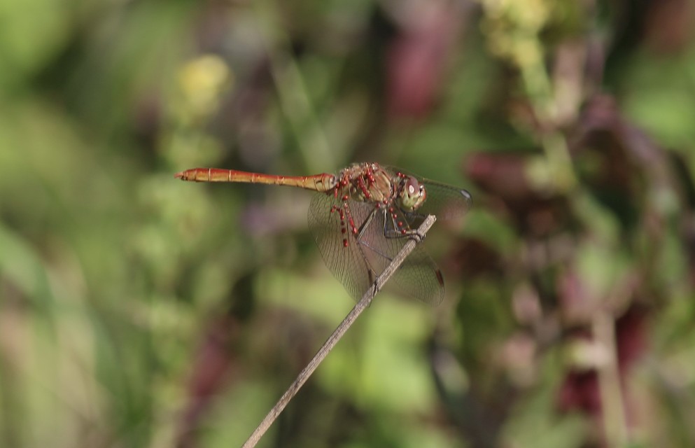 Sympetrum meridionale - fakó katona-szitakötő