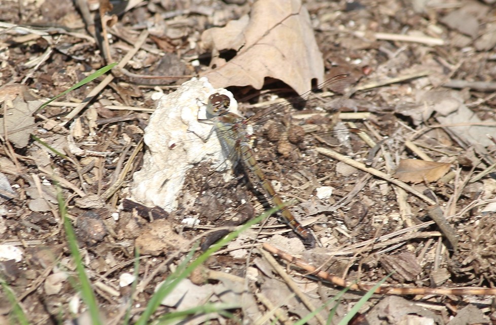 Sympetrum striolatum/vulgatum