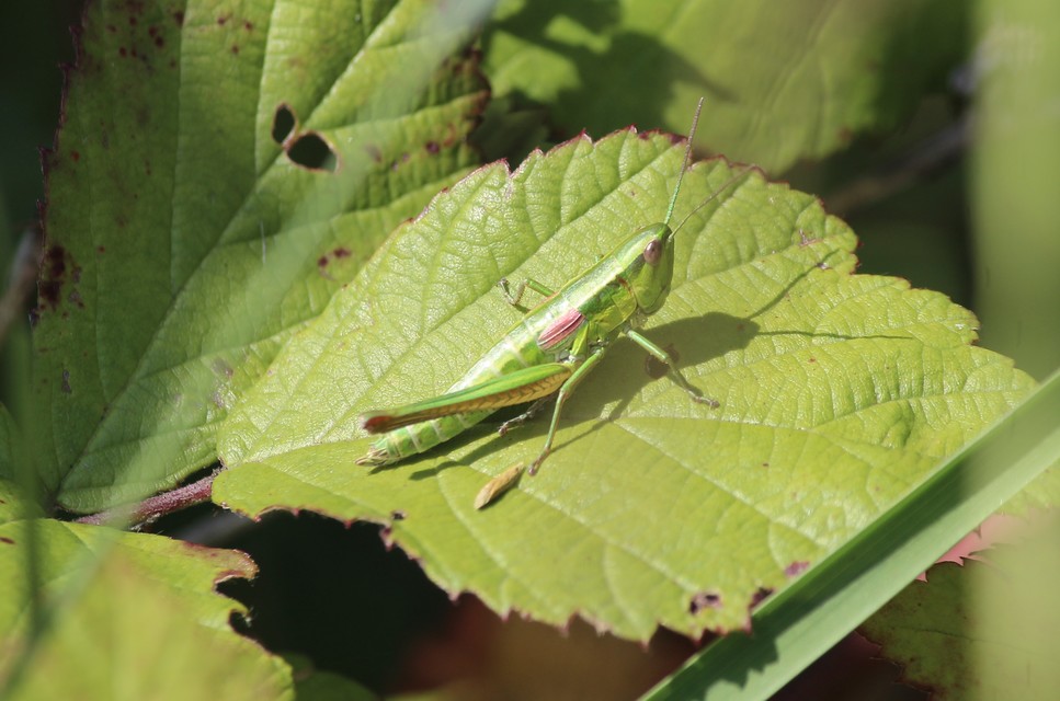 Euthystira brachyptera - smaragdzöld sáska