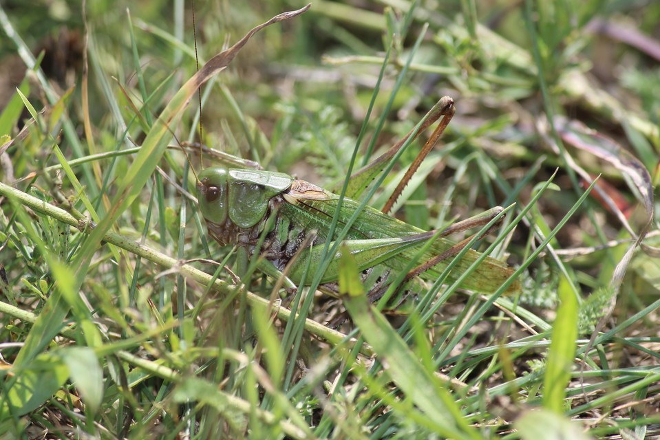 Decticus verrucivorus - szemölcsevő szöcske