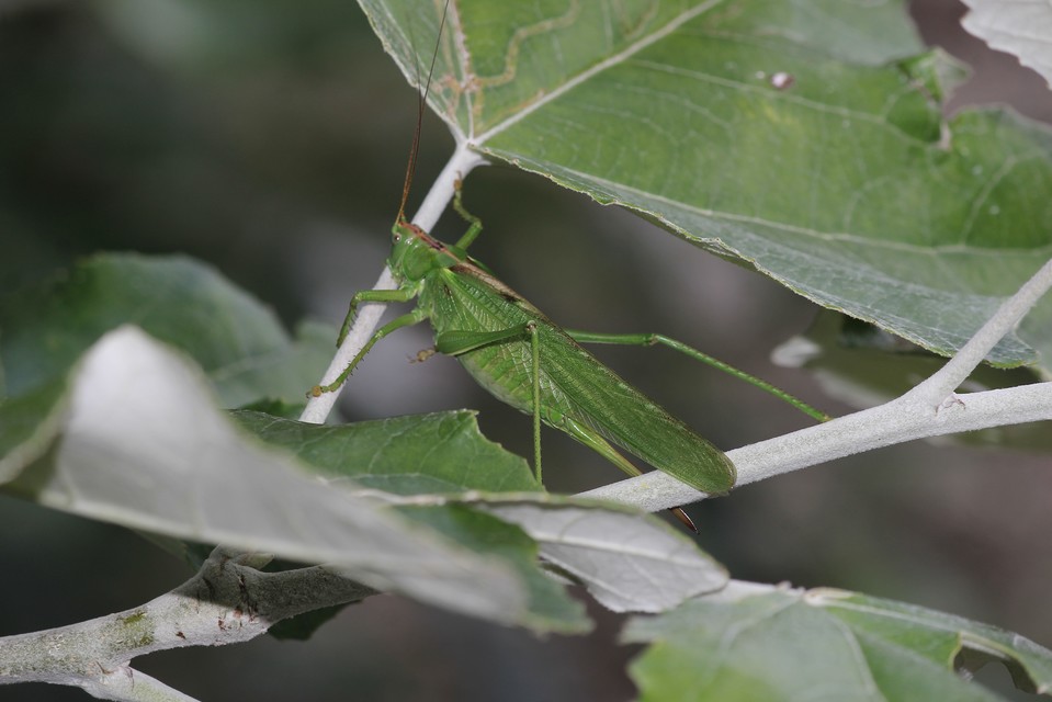 Tettigonia viridissima - zöld lombszöcske