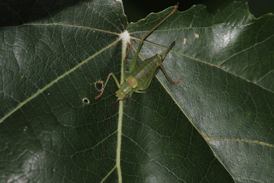 Barbitistes constrictus - északi málnaszöcske