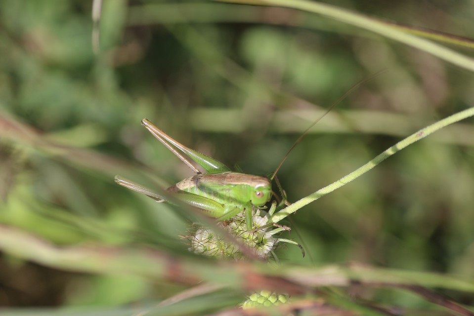 Bicolorana bicolor - halványzöld rétiszöcske
