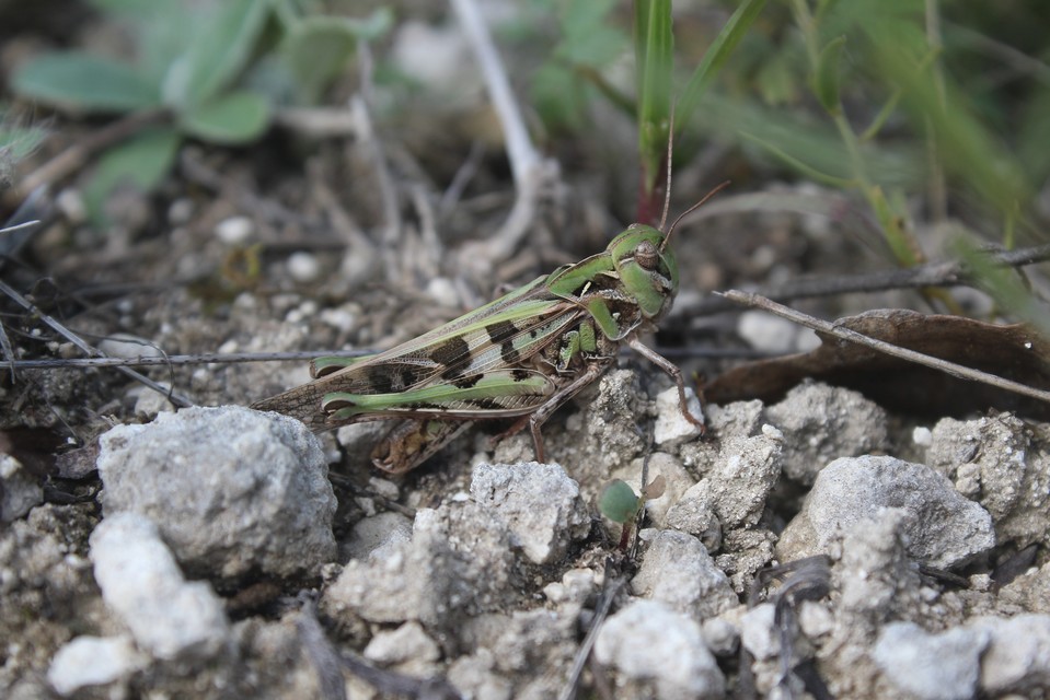 Oedaleus decorus - szalagos sáska