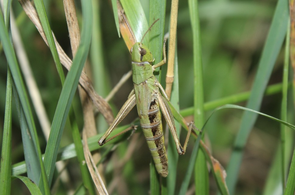 Pseudochorthippus parallelus - közönséges rétisáska