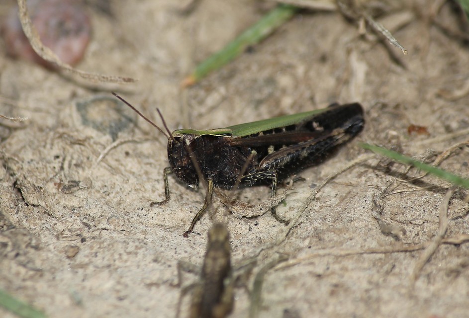 Omocestus rufipes - vöröshasú tarlósáska