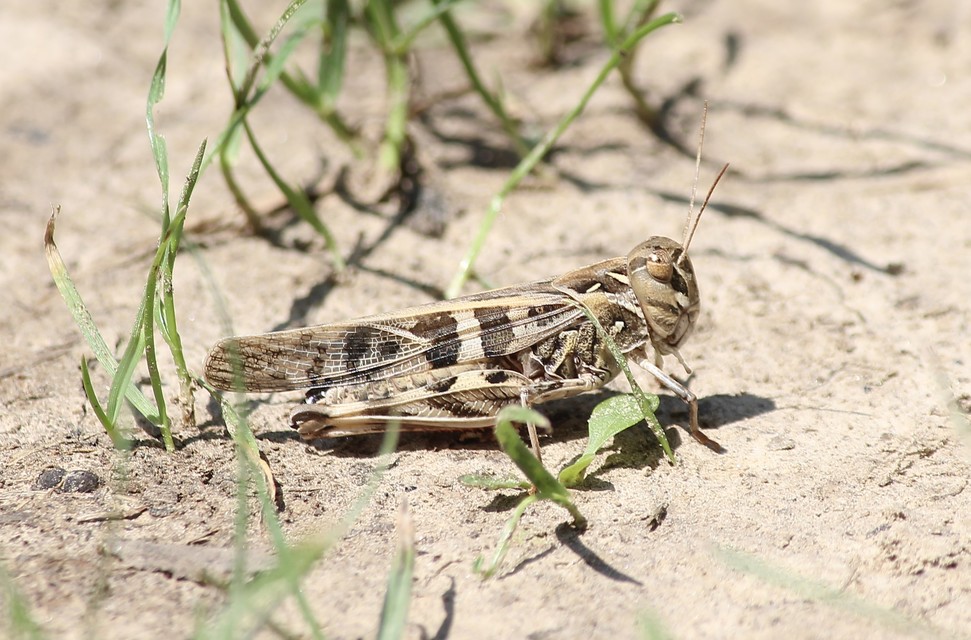 Oedaleus decorus - szalagos sáska
