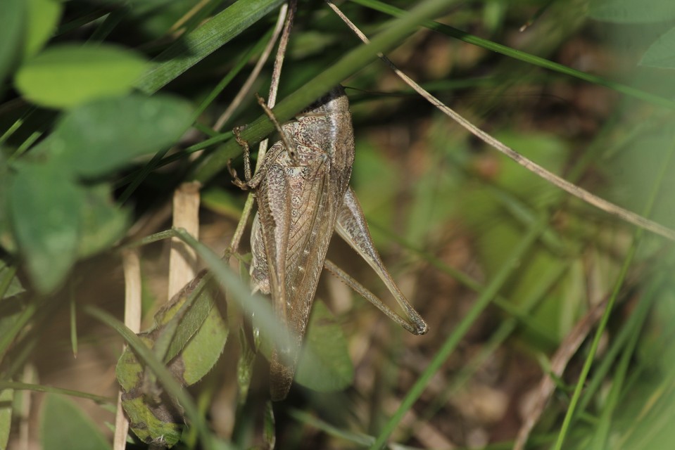 Platycleis grisea - szürke rétiszöcske