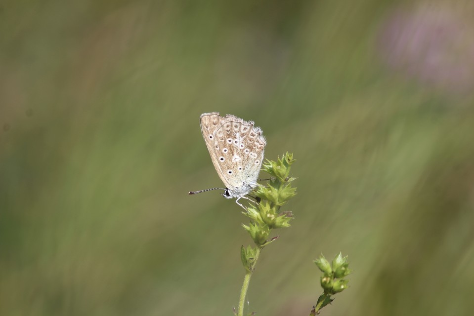 Polyommatus daphnis - csipkés boglárka