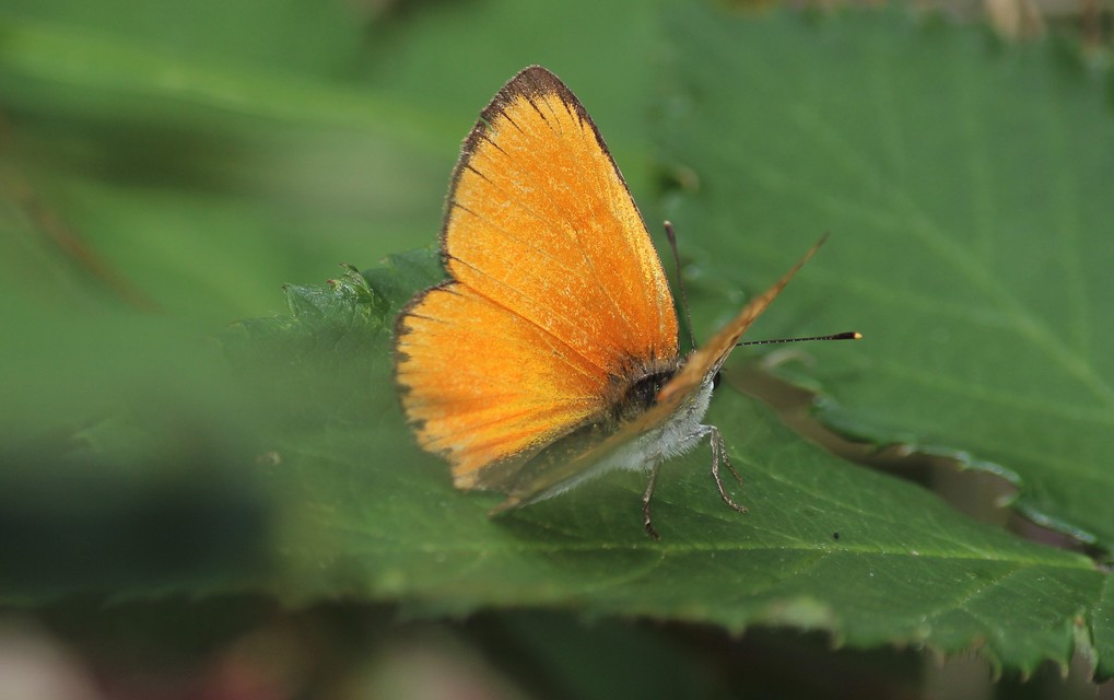 Lycaena virgaureae - arany-tűzlepke