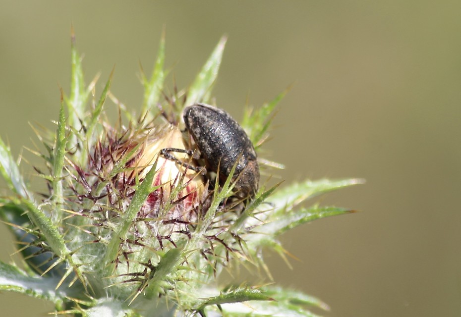 Larinus