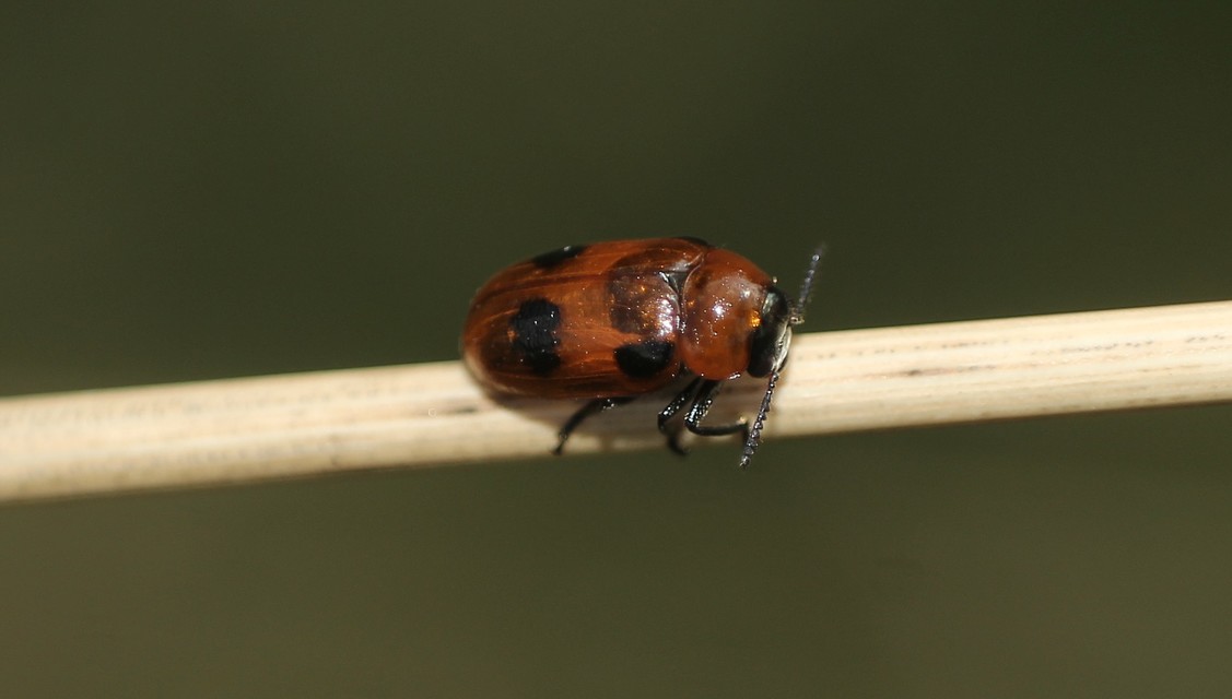 Coptocephala rubicunda - feketelábú hullóbogár