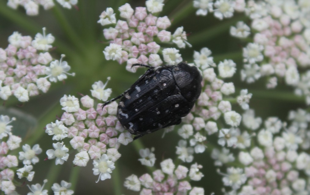 Oxythyrea funesta - sokpettyes virágbogár