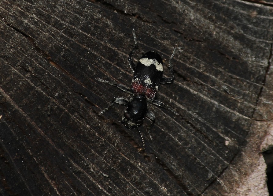 Clerus mutillarius - feketenyakú szúfarkas