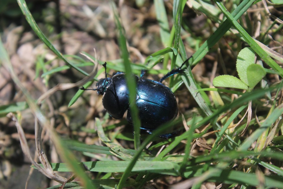 Trypocopris vernalis - tavaszi álganéjtúró
