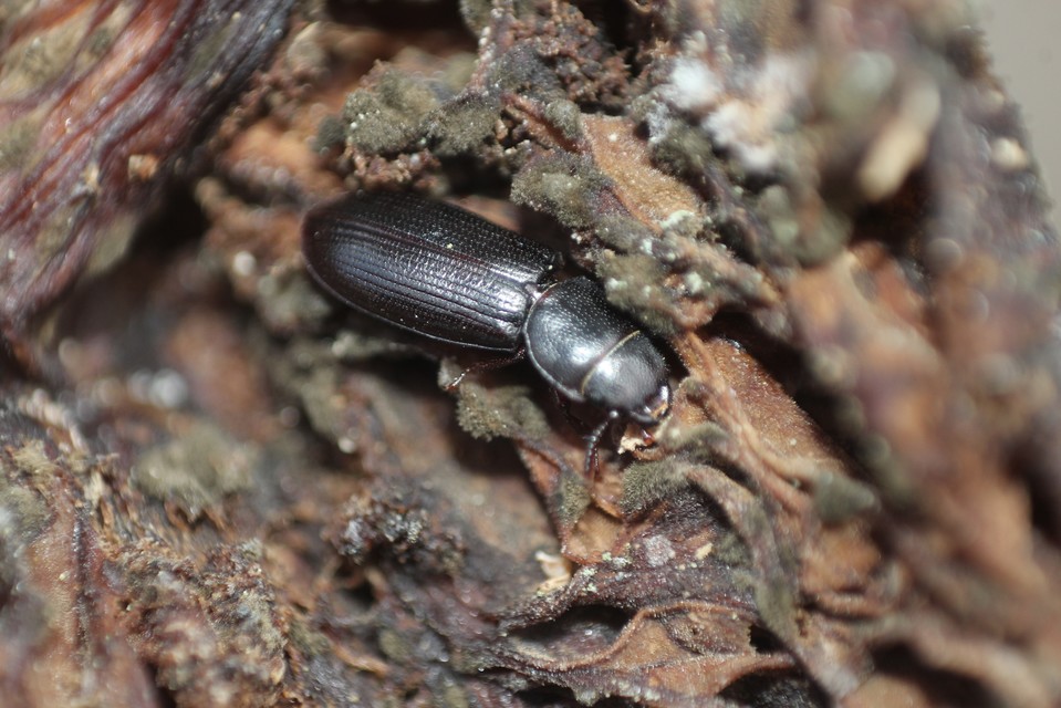 Tenebroides mauritanicus - lisztmentő korongbogár