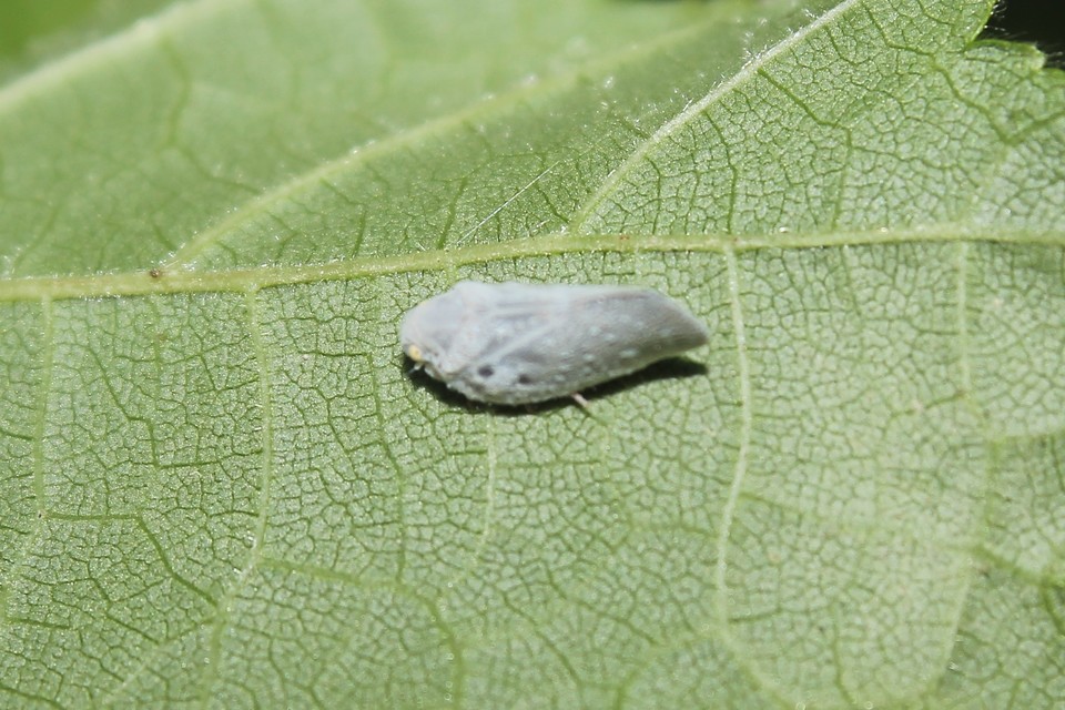 Metcalfa pruinosa - amerikai lepkekabóca