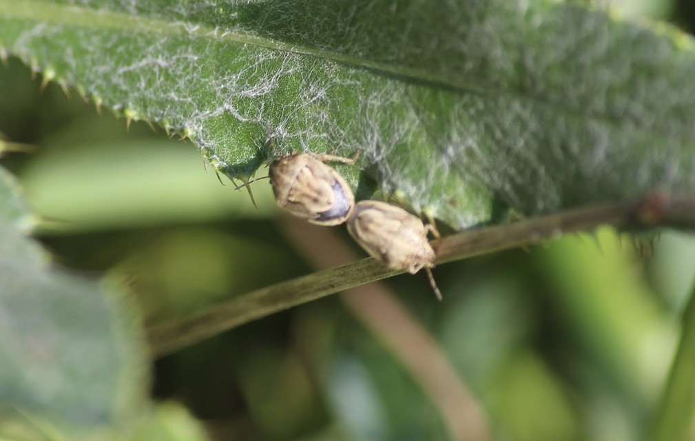 Neottiglossa leporina - sárgahasú címerespoloska Neottiglossa leporina - sárgahasú címerespoloska