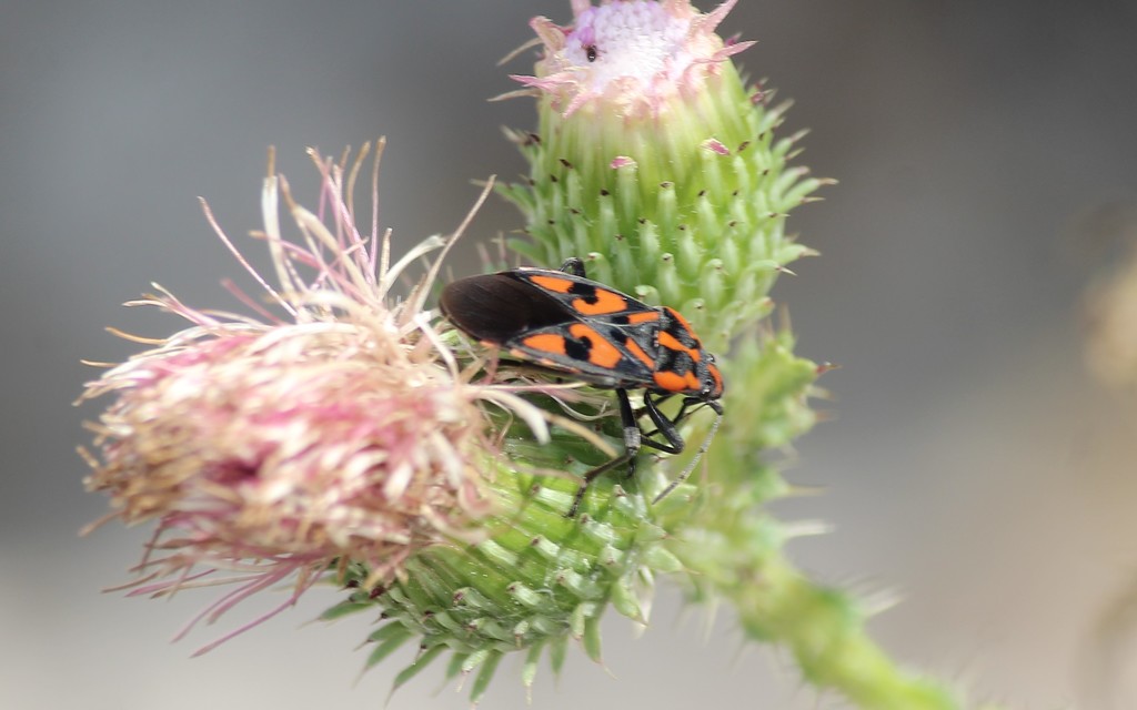 Spilostethus saxatilis - virágbodobács