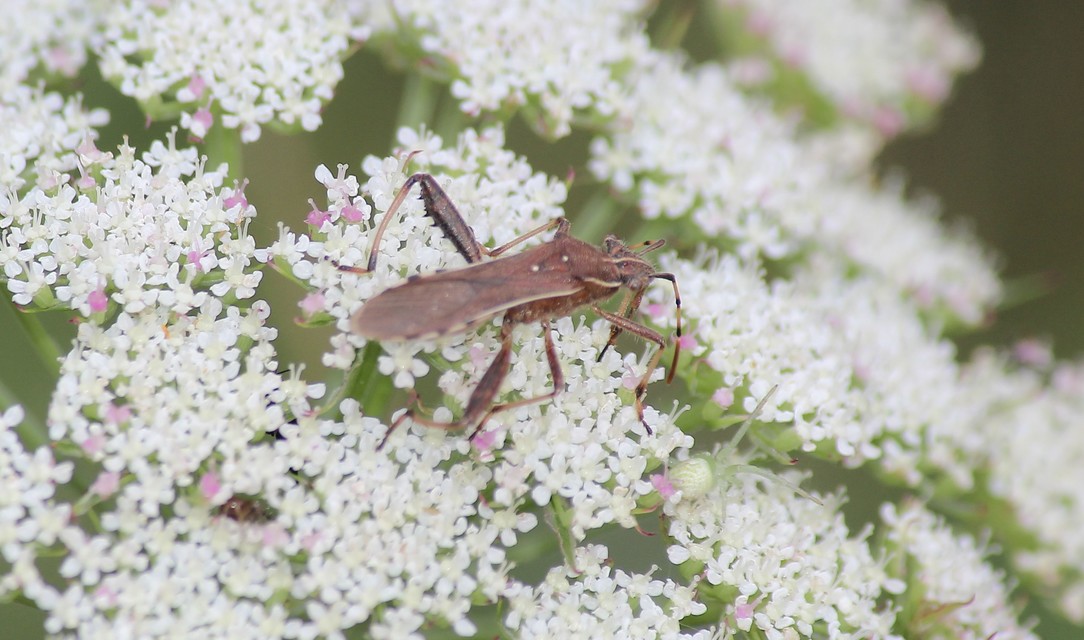 Camptopus lateralis - görbelábú karimáspoloska