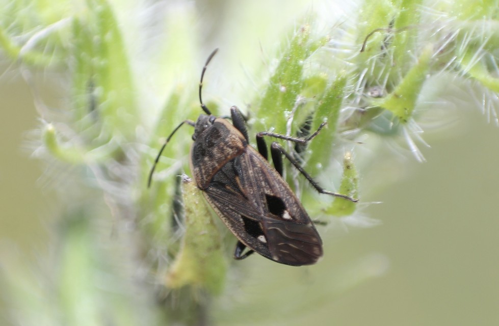 Graptopeltus lynceus - homoki díszesbodobács