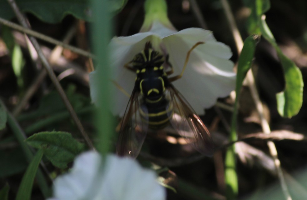 Spilomyia