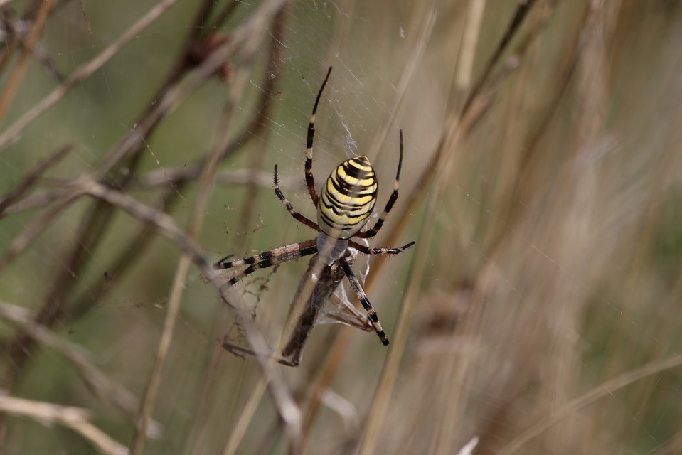 Argiope bruennichi - darázspók