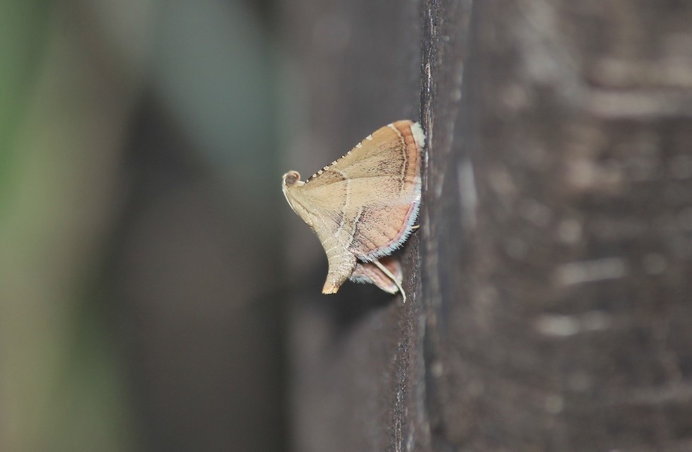 Endotricha flammealis - tüzesszárnyú fényilonca