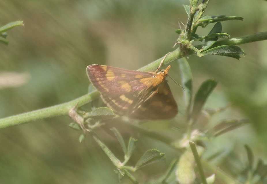 Pyrausta purpuralis - közönséges bíbormoly