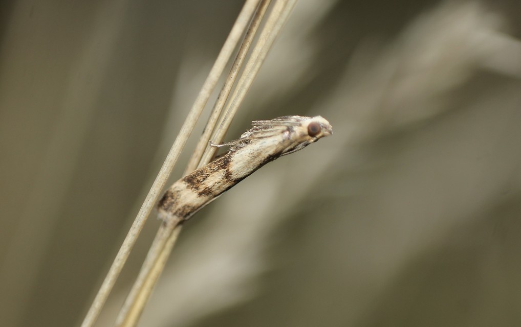 Homoeosoma sinuella - agyagsárga karcsúmoly