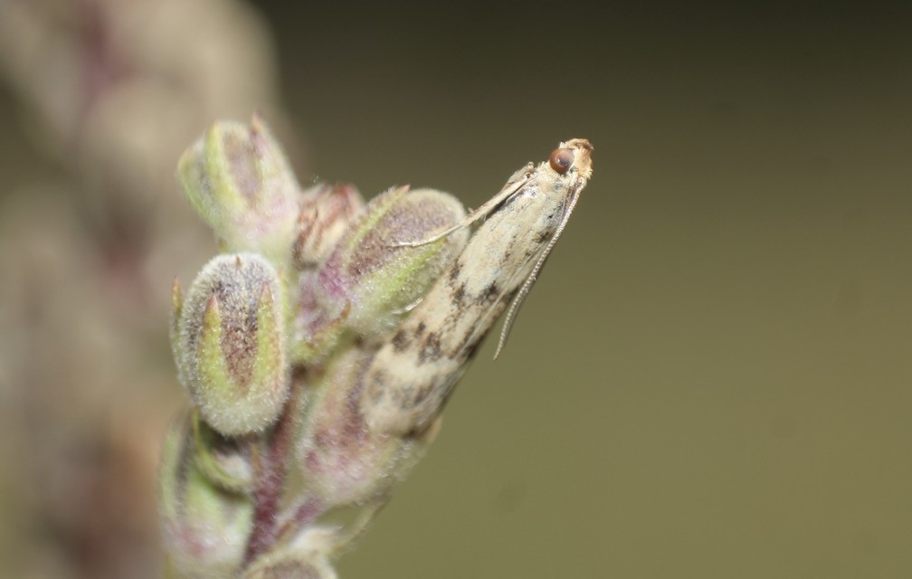 Homoeosoma sinuella - agyagsárga karcsúmoly