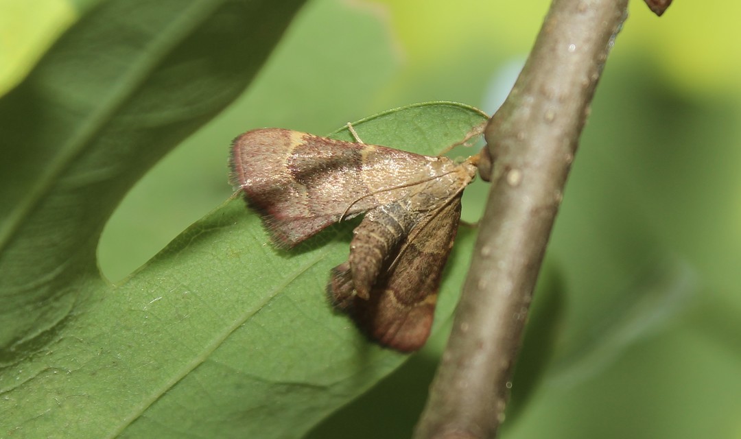 Hypsopygia rubidalis - vörös fényilonca