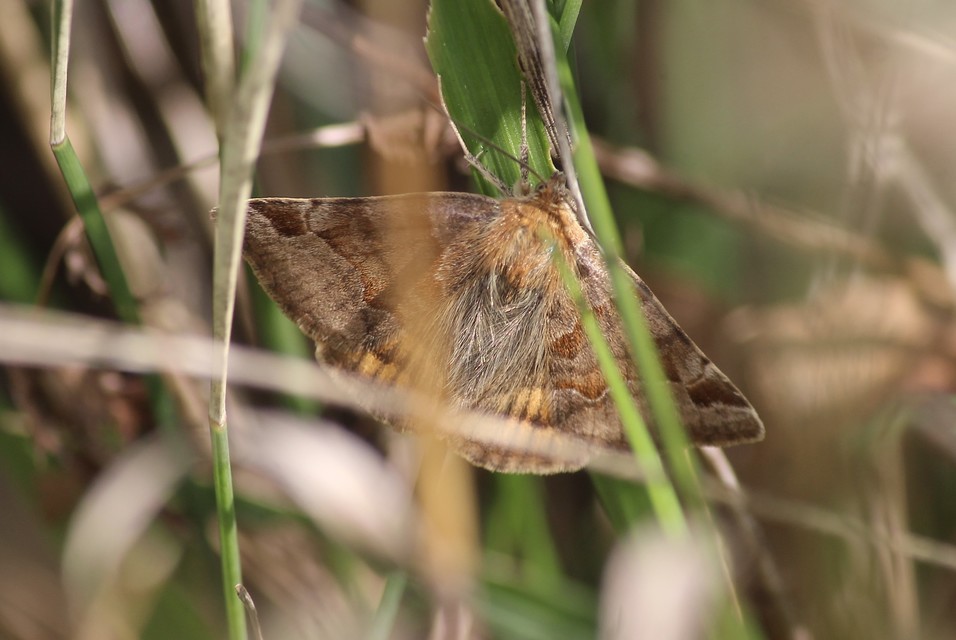 Euclidia glyphica - közönséges nappalibagoly