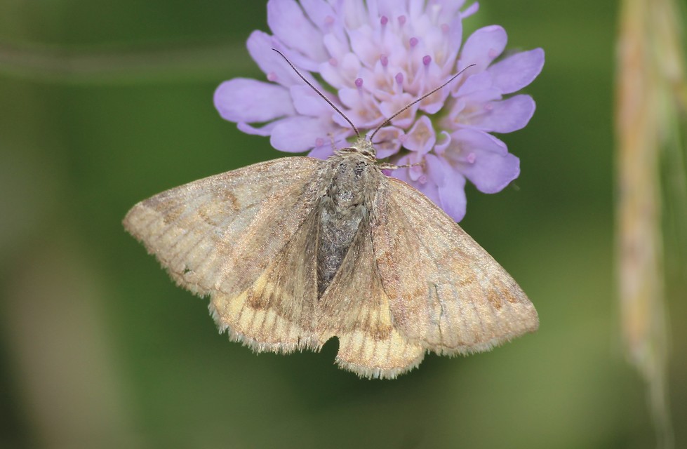 Euclidia glyphica - közönséges nappalibagoly