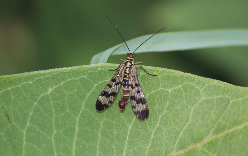 Panorpa vulgaris