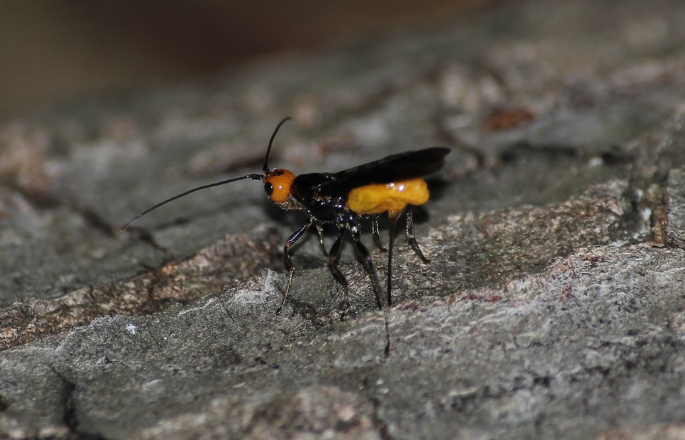 Braconidae - gyilkosfürkészek