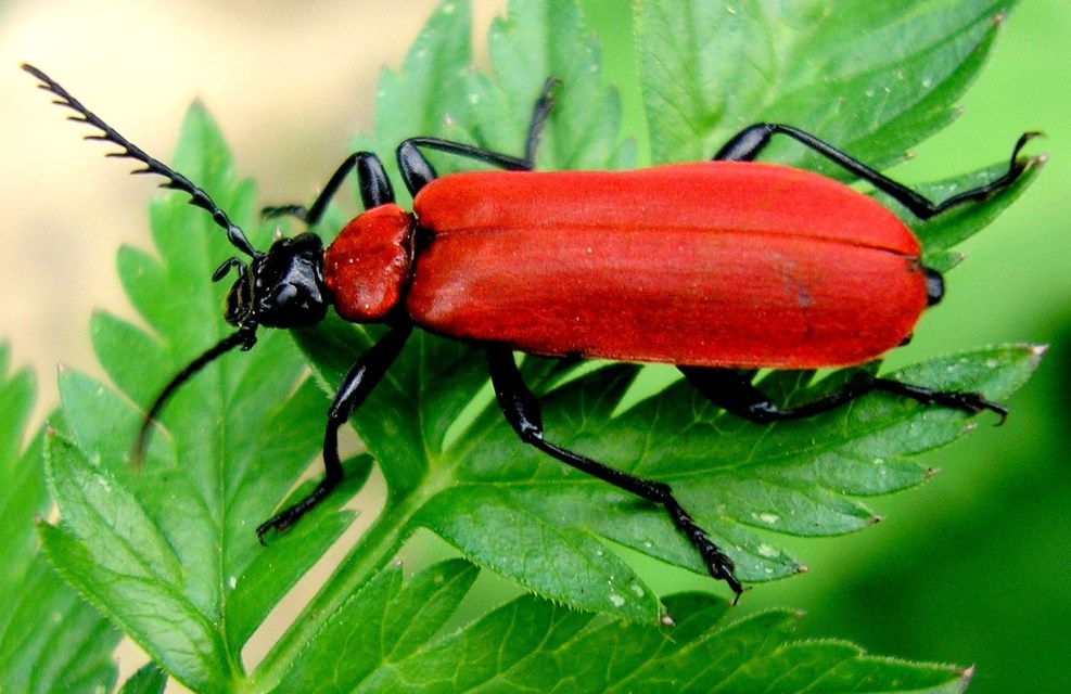Pyrochroa coccinea - nagy bíborbogár
