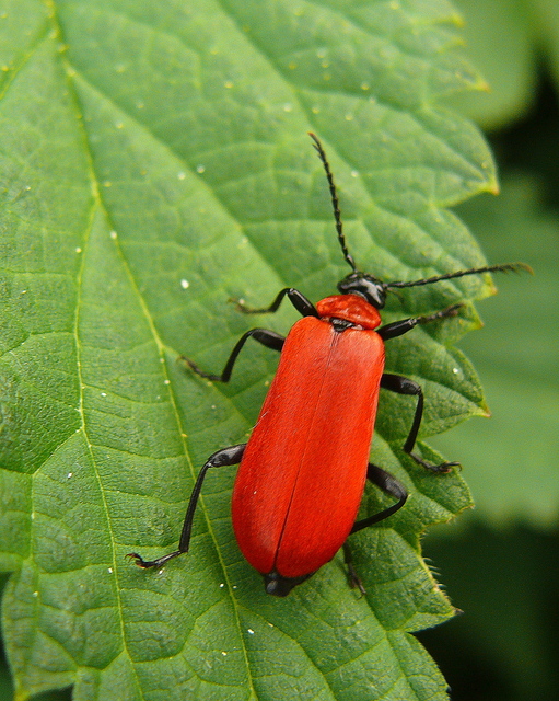 Pyrochroa coccinea - nagy bíborbogár