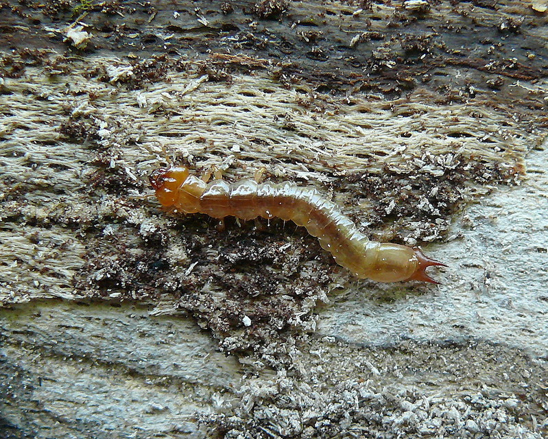 Pyrochroa coccinea - nagy bíborbogár