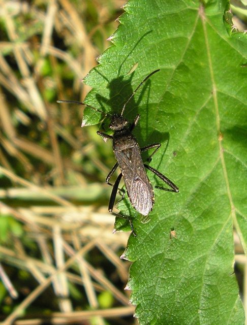 Alydus calcaratus - szőrös tövispoloska