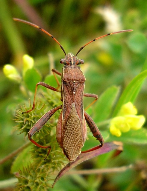 Camptopus lateralis - görbelábú karimáspoloska