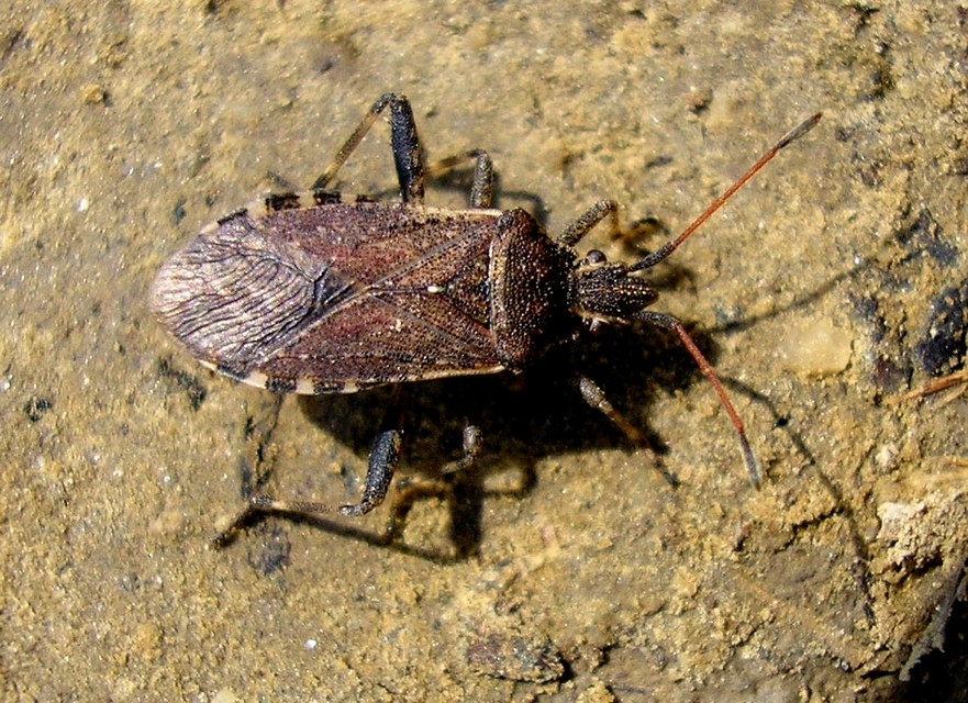 Ceraleptus gracilicornis - tüskéslábú karimáspoloska
