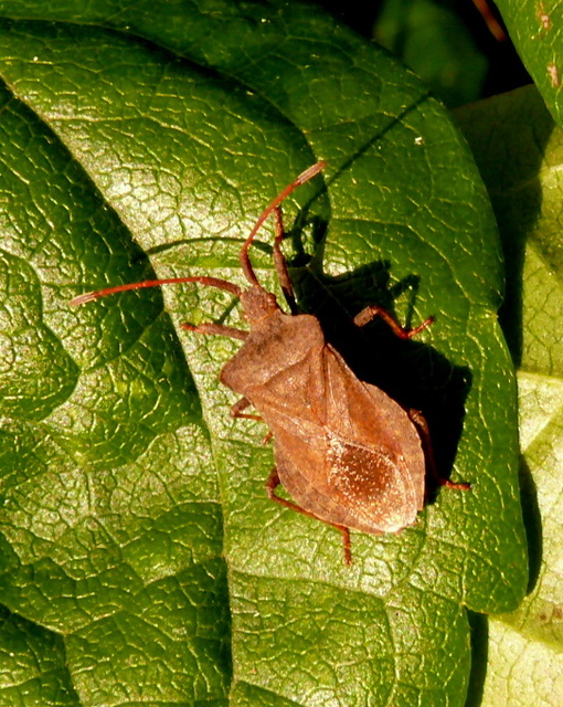 Coreus marginatus - közönséges karimáspoloska