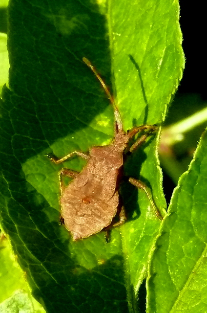 Coreus marginatus - közönséges karimáspoloska