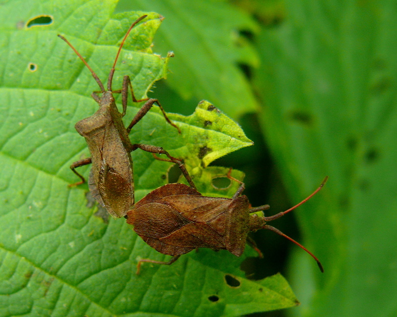 Coreus marginatus - közönséges karimáspoloska