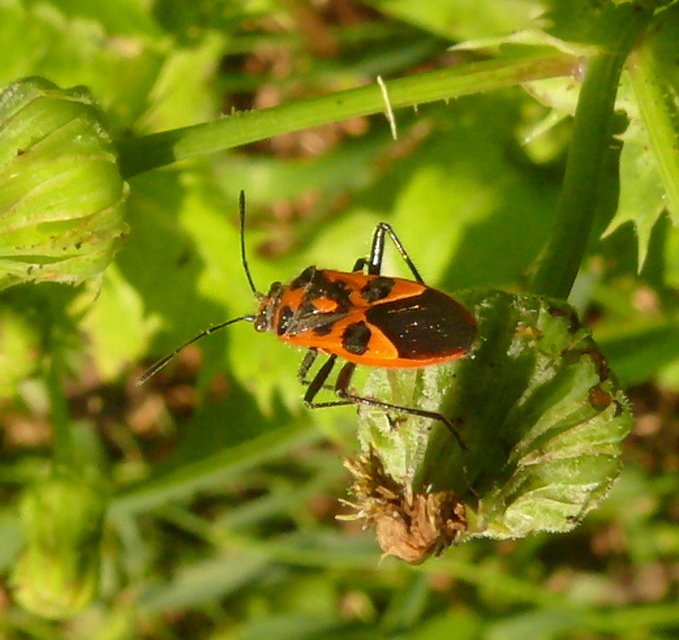 Corizus hyoscyami - piros karimáspoloska
