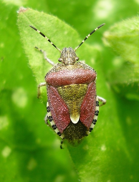 Dolycoris baccarum - közönséges bogyómászó-poloska
