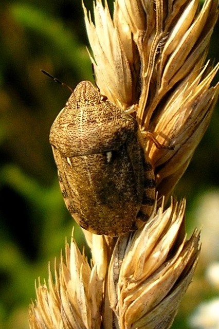 Eurygaster maura - mórpoloska Eurygaster maura - mórpoloska