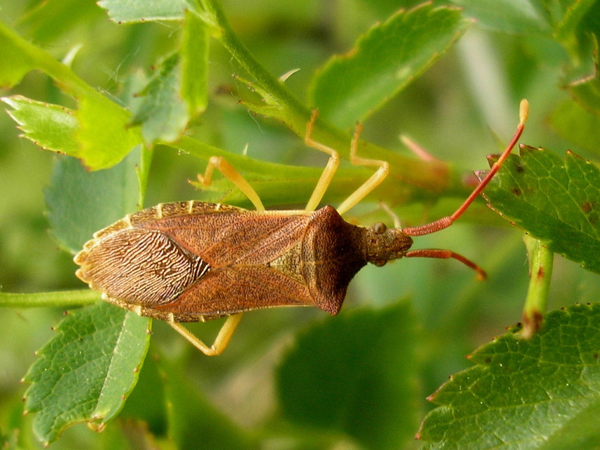 Gonocerus acuteangulatus - aranypetés karimáspoloska