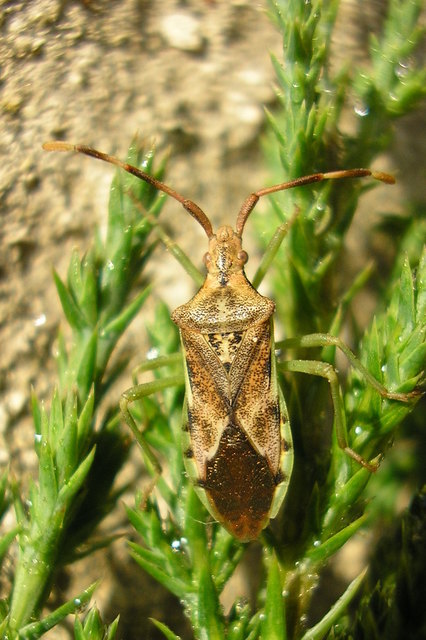 Gonocerus juniperi - boróka-karimáspoloska